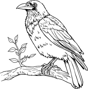 Raven on Thick Branch - Printable coloring page