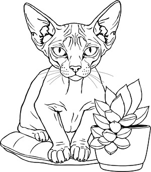 Hairless Cat Portrait - Printable coloring page