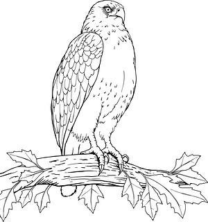 Hawk Grips Sturdy Branch - Printable coloring page