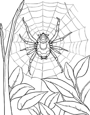 Spider on Big Web - Printable coloring page
