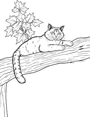 Maine Coon Resting on Tree Branch - Printable coloring page