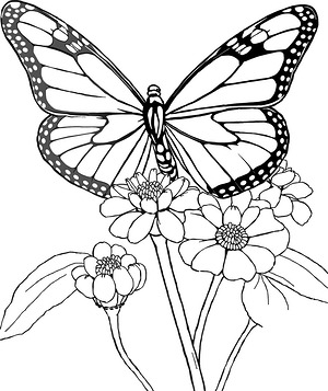 Butterfly Feeding Time - Printable coloring page