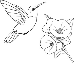 Hummingbird Among Trumpet Vines - Printable coloring page