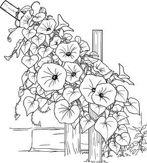 Morning Glory Vine Climb - Printable coloring page