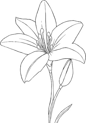 Open Lily Petals - Printable coloring page