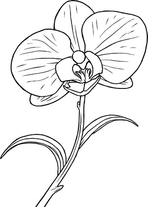 Orchid and Leaves - Printable coloring page