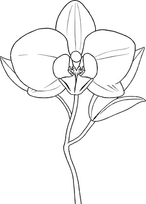 Orchid Bloom - Printable coloring page