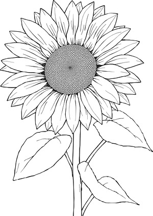 Sunflower Bloom - Printable coloring page
