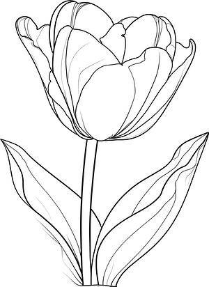 Tulip Flower and Stem - Printable coloring page