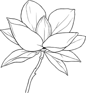 Magnolia Bloom - Printable coloring page