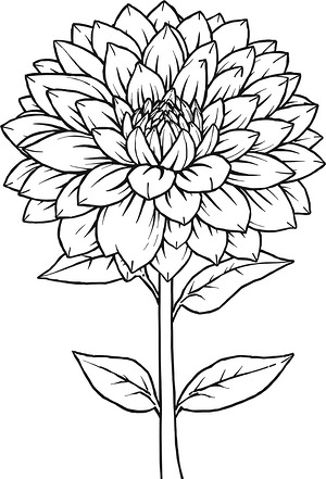 Big Chrysanthemum Flower - Printable coloring page