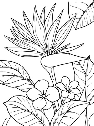 Bird of Paradise Blooms - Printable coloring page