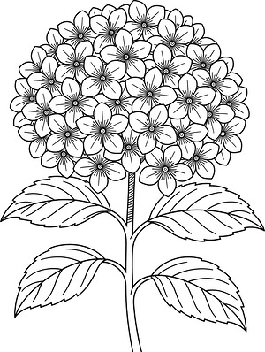 Hydrangea Bloom Cluster - Printable coloring page