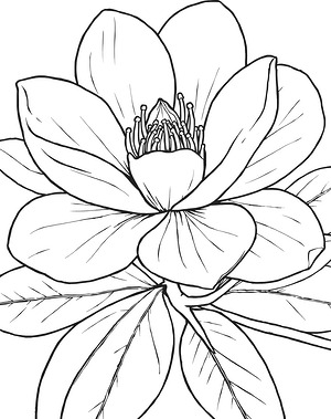 Magnolia and Leaves - Printable coloring page
