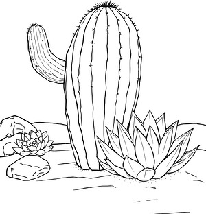 Spiny Succulents in Sand - Printable coloring page