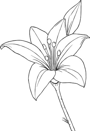 Open Lily Bloom - Printable coloring page
