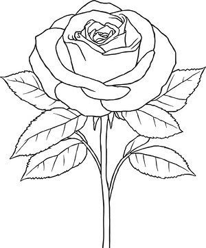 Garden Rose Bloom - Printable coloring page