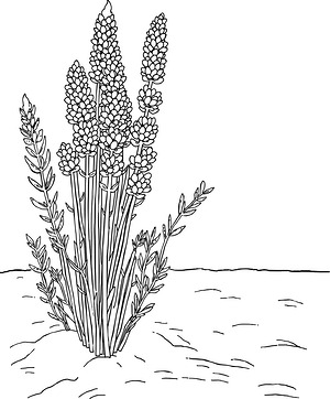 Lavender Rosemary Branches - Printable coloring page