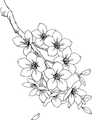 Cherry Blossoms Cluster - Printable coloring page