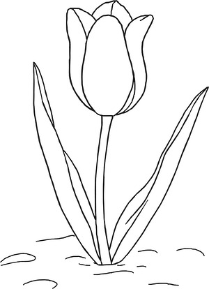 Tulip Stem and Leaves - Printable coloring page
