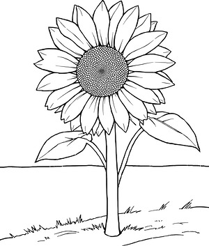 Stem and Leaves Sunflower - Printable coloring page