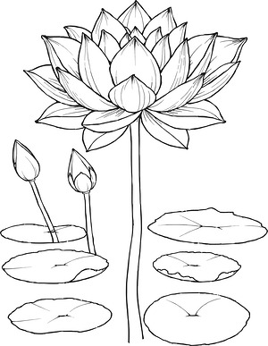 Blooming Lotus Garden - Printable coloring page