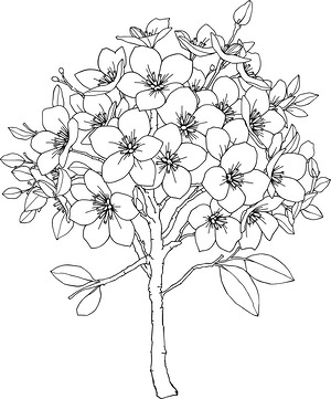 Sakura Branch in Full Bloom - Printable coloring page
