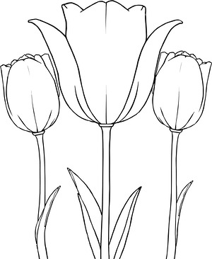 Tulips with Broad Leaves - Printable coloring page