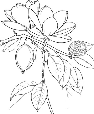 Magnolia Branch with Seed Pods - Printable coloring page