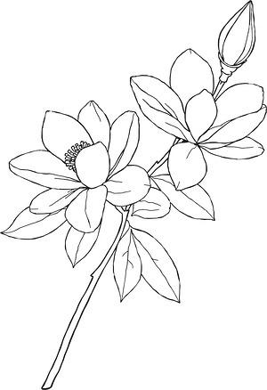 Magnolia Branch in Bloom - Printable coloring page