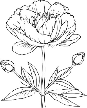 Full Peony Flower - Printable coloring page