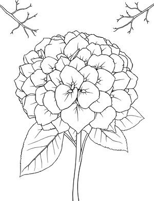 Full Hydrangea Clusters - Printable coloring page
