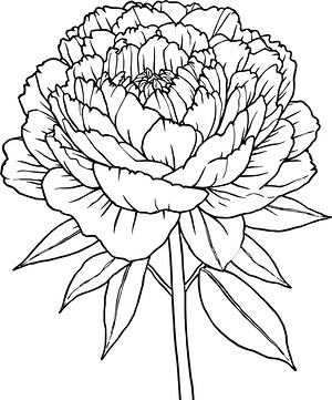 Peony Bloom - Printable coloring page