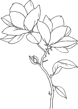 Magnolia Blossom Frame - Printable coloring page