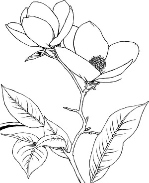 Magnolia Branch in Full Bloom - Printable coloring page