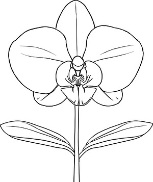 Orchid Bloom with Stem - Printable coloring page