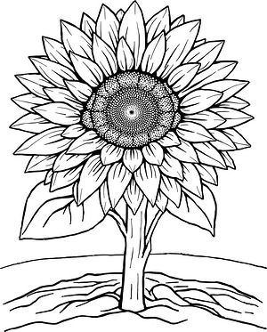 Central Sunflower Bloom - Printable coloring page