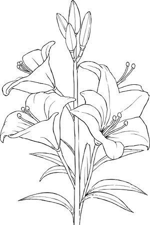 Trumpet Lilies in Full Bloom - Printable coloring page