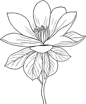 Magnolia Bloom and Leaves - Printable coloring page