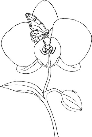 Orchid Bloom and Butterfly - Printable coloring page