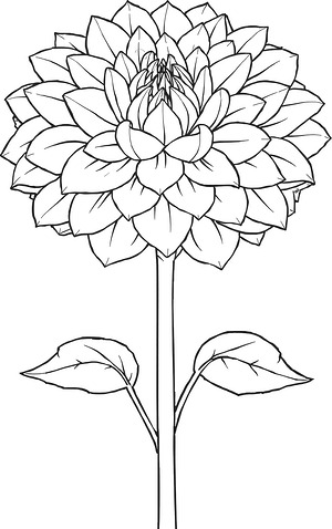 Dahlia Flower - Printable coloring page