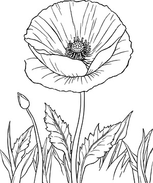Large Poppy Flower - Printable coloring page