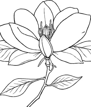 Magnolia Blossom and Leaves - Printable coloring page