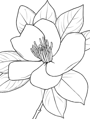 Petals and Stamens - Printable coloring page