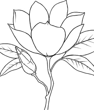 Magnolia Blossom and Bud - Printable coloring page