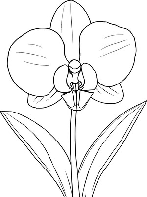 Single Orchid Flower - Printable coloring page