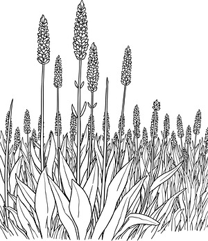 Lavender Field Rows - Printable coloring page