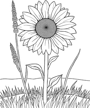 Sunflower in Grass - Printable coloring page
