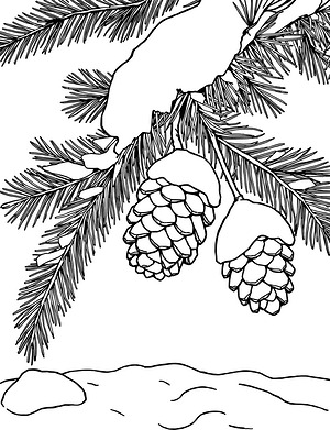 Snow on Pine Branch - Printable coloring page