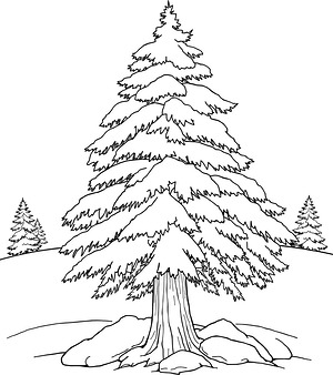 Pine Tree in Snow - Printable coloring page